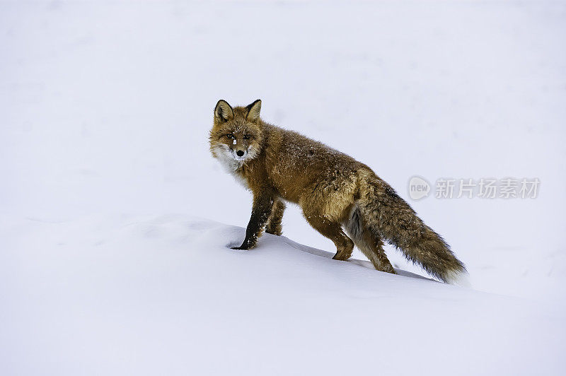 红狐(Vulpes Vulpes)是真正的狐狸中最大的，也是食肉目中地理分布最广的成员，分布在整个北半球，从北极圈到北非，中美洲和亚洲。其范围哈